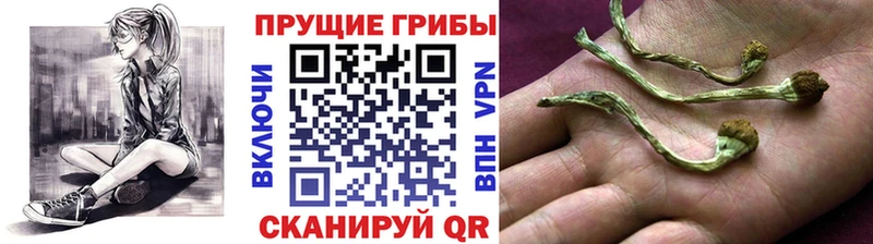 Галлюциногенные грибы прущие грибы Южно-Сухокумск